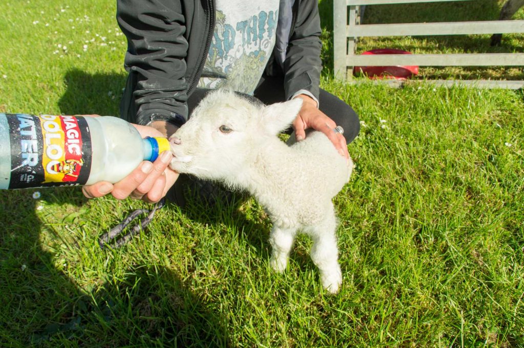 feeding lamb